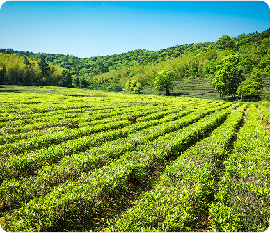 What is Lorem Ipsum? 2